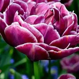 Тюльпан "Dream Touch" (186234) 2 шт