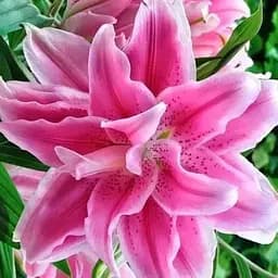 Лілія Розовидна «Roselily Julia» (72299) 1 шт