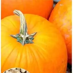 Насіння Весна на вагу Гарбуз Кущовий помаранчевий ціна за 10 г (49359)