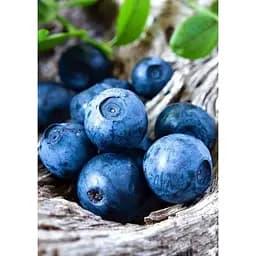 Саджанець Agro-Market Лохина (чорниця садова) Денис Блю (Denis Blue) (середній термін дозрівання, ягода довго зберігається) 1 шт. в упаковці (25496)