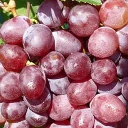 Саджанець Agro-Market Виноград Вікторія (ранній термін дозрівання) 1 шт. в пакуванні (36270)