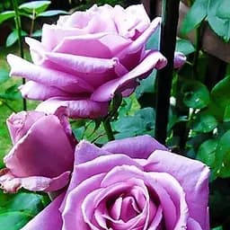 Троянда чайно-гібридна Agro-Market витончена бузкова Королева краси Queen of beauty саджанець класу АА+ преміальна морозостійка 1 шт. в упаковці (20701)