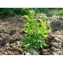 Саджанець Agro-Market Ожина (супер рання!) Оушито (Ouachita) 1 шт. в упаковці (43977) - мініатюра 3