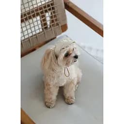 Кепка Pet Fashion Glamor для собак М - мініатюра 2