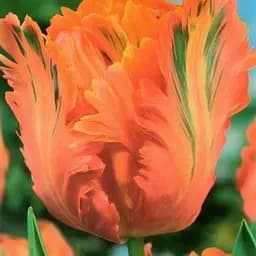 Саженец Agro-Market Тюльпан Orange Favorit 3 шт.