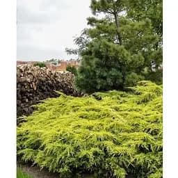 Ялівець середній "Old Gold" С10 діаметр 50-60 см (175605) 1 саджанець