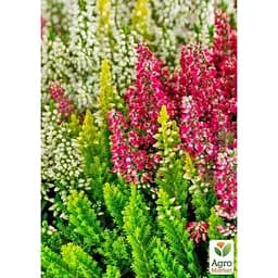 Саджанець Agro-Market Верес вічнозелений мікс сортів (179895) 1 шт. в упаковці - мініатюра 4