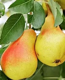 Саджанець Agro-Market Груша Пектораль (літній сорт, ранній термін дозрівання) 1 шт. в упаковці (177319)