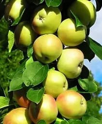 Саджанець Agro-Market Яблуня колоновидна Болеро (осінній сорт) 1 шт. в упаковці (15789)