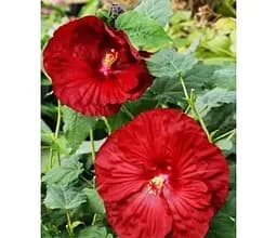 Саджанець Agro-Market Гібіскус трав'янистий Бордовий (44211) (Корневище) 1 шт. в упаковці