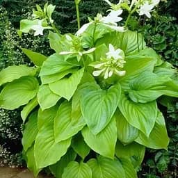 Хоста "Ovata" (99280) 1 шт