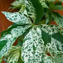 Виноград девичий Вариегата Star Showers (высота 10-20 см) (52094) 1 саженец в упаковке