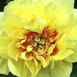 Пион ИТО "Yellow crown" 1 шт (38272) (Корневище)