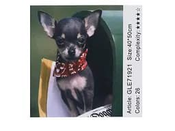 Алмазна мозаїка за номерами Чихуахуа 71921_BGLE, 40x50 см