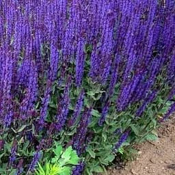 Саджанець Agro-Market Шавлія лікарська Sālvia officinālis (106892) 1 шт. в упаковці