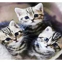 Алмазна мозаїка картини за номерами зі стразами на підрамнику "Малята" 30*30 см (ME20203)