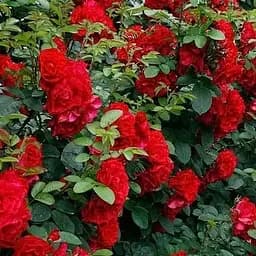 Троянда шрабова Agro-Market Hansaland 1 шт. в упаковці (37277)