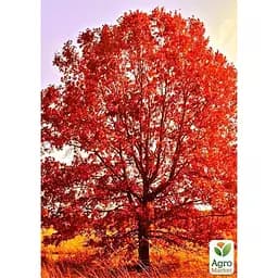 Саджанець Agro-Market Дуб яскраво-червоний Quercus rubra (стійкий до шкідників і хвороб) (44850) - мініатюра 3