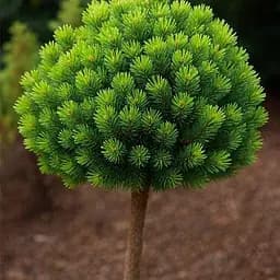 Сосна гірська Agro-Market на штамбі Kostelnicek С7.5 висота 30-40см діаметр крони 25-30 см 188139 1 саджанець в упаковці