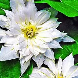 Саджанець Agro-Market Клематис Matka Siedliska (15865)