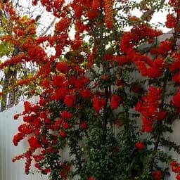 Саджанець Agro-Market Піраканта (живопліт) Red Column (48735)