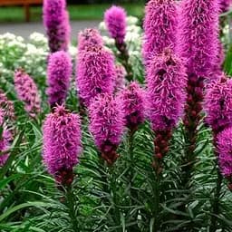 Лиатрис колосковый "Rose Purple" вазон С2 (186530) 1 саженец