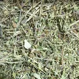 100 г очанка трава сушеная - свежий урожай