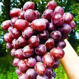 Саджанець Agro-Market Виноград Шоколадний (середній термін дозрівання, самозапилюватися) 1 шт. в пакуванні (17699)