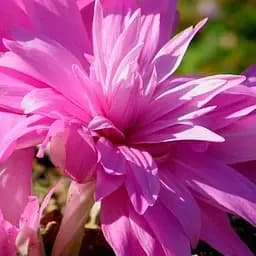 Колхикум "Waterlily" 1 шт (17301)