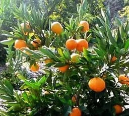 Саджанець Agro-Market Мандарин Міагаве Васе (45375) 1 шт. в упаковці - мініатюра 2