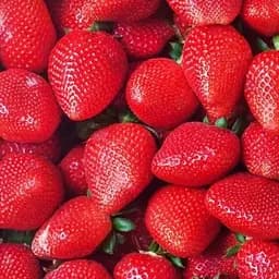 Саженец Agro-Market Клубника Референта (Referent) (ремонтантный, один из лучших сортов) 5 шт.