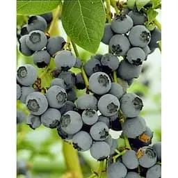 Саженец Agro-Market Голубика Блюджей (Bluejey) 3-х летняя С5 высота 70-90 см 1 саженец (182321)