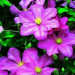 Саджанець Agro-Market Клематис Comtesse de Bouchaud (23994)