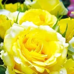 Троянда флорибунда Agro-Market Golden Border саджанець класу АА+ вищий сорт 1 шт. в упаковці (177028)