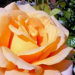 Троянда чайно-гібридна Agro-Market Diorama саджанець класу АА+ вищий сорт 1 шт. в упаковці (17492)