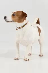 Нашийник з бубонцем KUMAOCHONGWUYONGPIN KMK11910 Коричневий (2000990377005A)