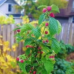 Саджанець Agro-Market Малинове дерево Казка 1 шт. в пакуванні (25801)