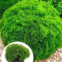 Туя западная Agro-Market Danica ком/сетка диаметр 45-55 см 175608 1 саженец в упаковке