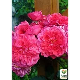 Троянда паркова Agro-Market сріблясто-рожева Дивовижна місіс Майзель The Amazing Mrs. Mayzel саджанець класу АА+ преміальний вищий сорт 1 шт. в упаковці (45973) - мініатюра 2