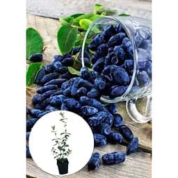 Саджанець Agro-Market Жимолость Гордість Бакчара (середній термін дозрівання, великоплідний сорт) 1 шт. в упаковці (43973) - мініатюра 3