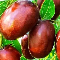 Зізіфус (унабі) Agro-Market "Сініт" (ранній термін дозрівання, високоврожайний сорт) вазон Р9, висота 10-15 см (187593) 1 саджанець в упаковці