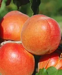 Саджанець Agro-Market Абрикос Анегат (літній сорт, пізній термін дозрівання) 1 шт. в упаковці (182865)