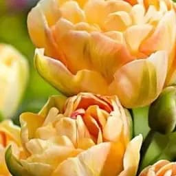 Саженец Agro-Market Тюльпан Charming Lady 3 шт.