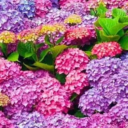 Саджанець Agro-Market Гортензія крупнолиста від ніжно-аметистового до яскраво-малинового кольору Маджента (преміальний, морозостійкий сорт) (48081)