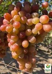 Саджанець Agro-Market Виноград кишмиш Аліса в Країні Чудес (велика, солодка, соковита ягода) 1 шт. в пакуванні (182235) - мініатюра 2
