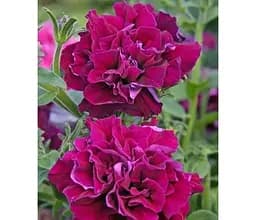 Саджанець Agro-Market Петунія напівампельна Sweet Sunshine Burgundy (116357) 1 шт. в упаковці