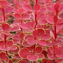 Саджанець Agro-Market Барбарис Тунберга Orange Tower (контейнер P9) (100346)