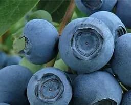 Саженец Agro-Market Голубика 3-х летняя Патриот (Patriot) С5 высота 70-90см 1 шт. в упаковке (182325)