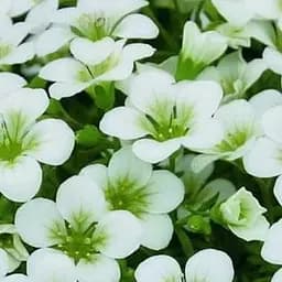 Саджанець Agro-Market Ломикаменя Арендса White Pixie (50787)