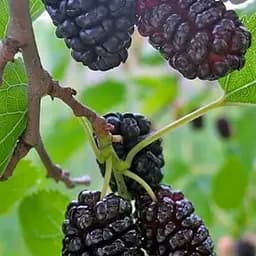 Саджанець Agro-Market Шовковиця щеплена великоплідна «Королівська» (великолиста, літній сорт, середній термін дозрівання) (80246) 1 шт. в упаковці